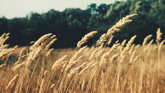 重新定义未来的轰炸网页版